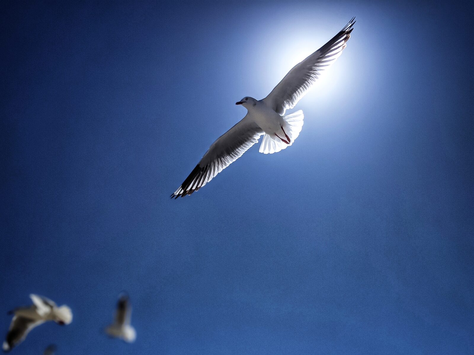 Crewunion I — seagull